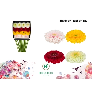 Gerbera Pomponi Mix Pomponi Diamond Per Kaart