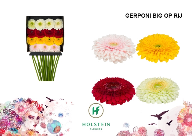 <h4>Gerbera Pomponi Mix Pomponi Diamond Per Kaart</h4>