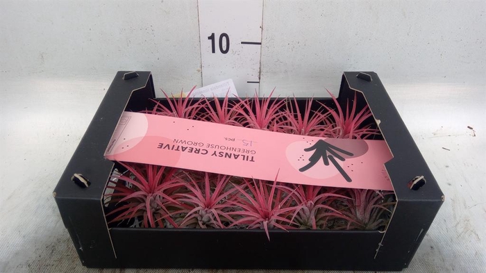 <h4>Tillandsia ionantha</h4>