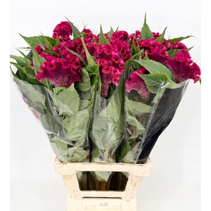 Celosia Cristata Fuxia