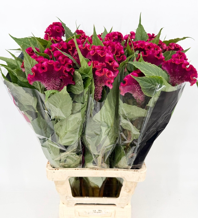 <h4>Celosia Cristata Fuxia</h4>