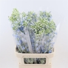 Delphinium single Sea Waltz
