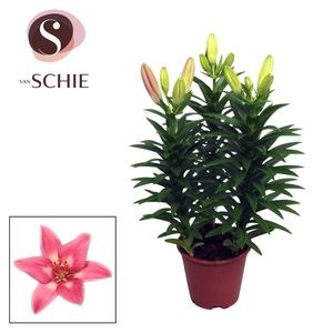 Lilium Az Rozalynn 13cm
