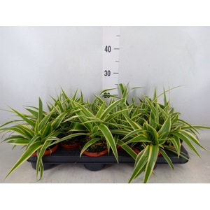 Chlorophytum com. 'Ocean'