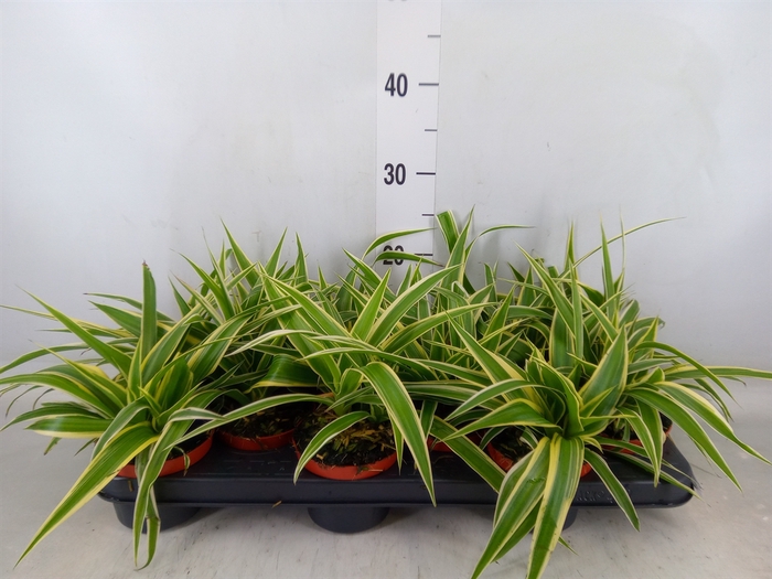<h4>Chlorophytum com. 'Ocean'</h4>