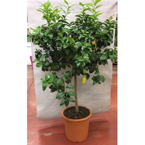 Citrus hystrix