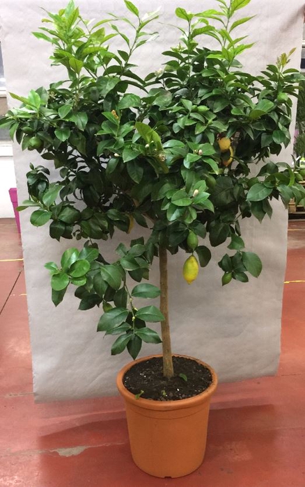 <h4>Citrus hystrix</h4>