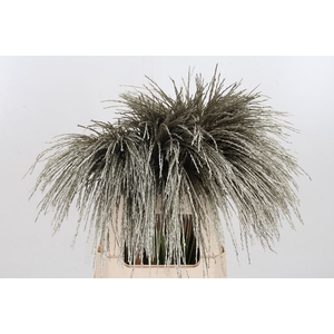 Miscanthus Kl Bh Platina