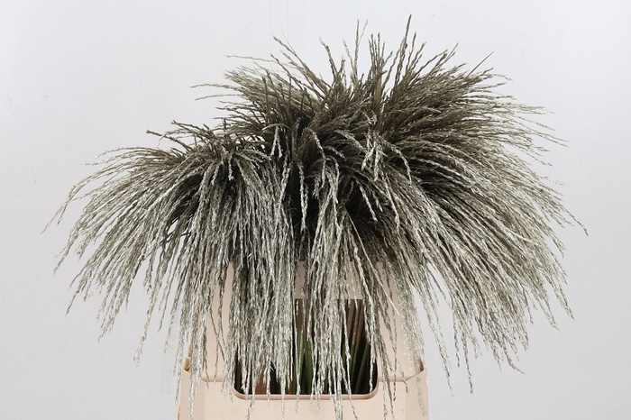 Miscanthus Kl Bh Platina