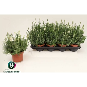 LAVANDULA WHITE ICE P13
