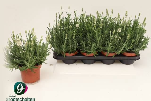 <h4>LAVANDULA WHITE ICE P13</h4>