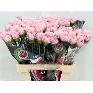 Dianthus St Bizet Rose