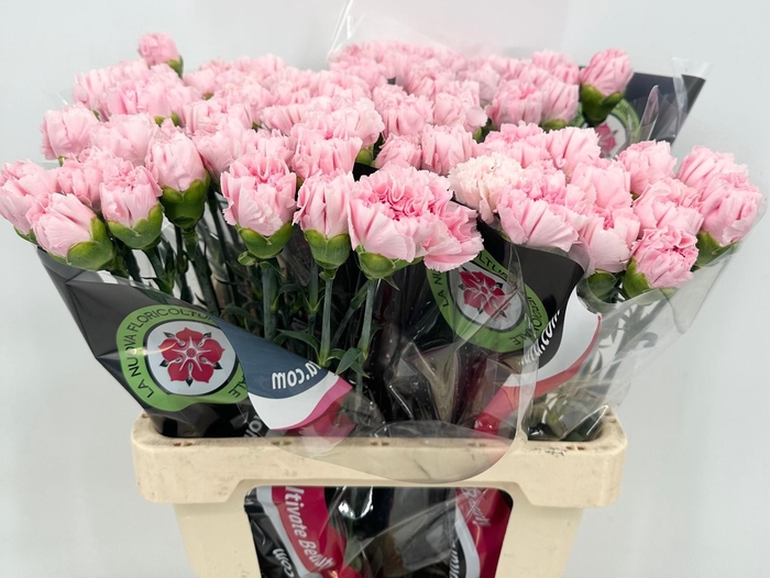 <h4>Dianthus St Bizet Rose</h4>