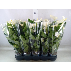 Anthurium  'Karma White'