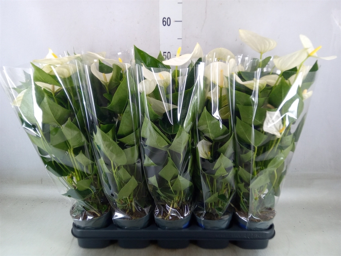 <h4>Anthurium  'Karma White'</h4>