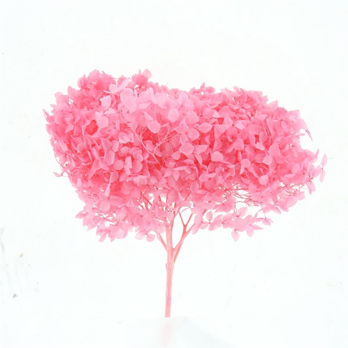 <h4>Pres Bleached Hydrangea Anna Fuchsia</h4>