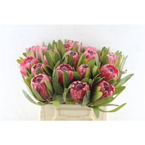 PROTEA RED ICE