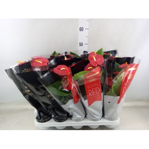 Anthurium andr. 'Madural'