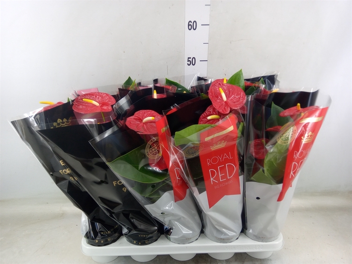 <h4>Anthurium andr. 'Madural'</h4>