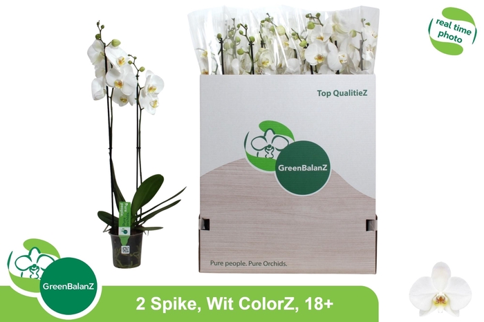 <h4>PHAL OV WIT</h4>