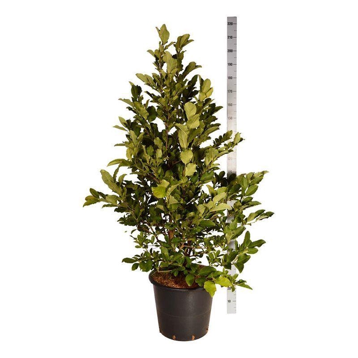 <h4>Magnolia loebneri 'Wildcat'</h4>