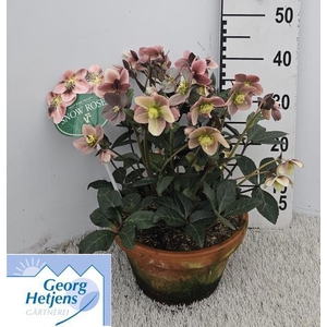 HELL ER HGC PINK FRO