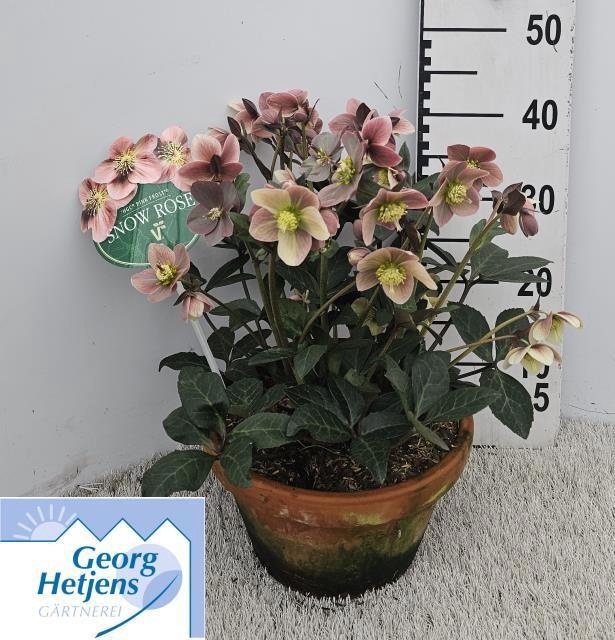 <h4>HELL ER HGC PINK FRO</h4>