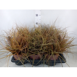 Uncinia rubra 'Everflame'