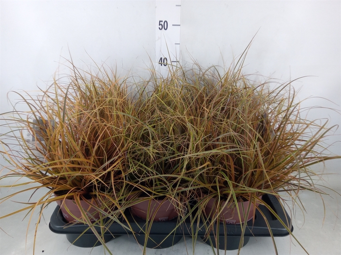 <h4>Uncinia rubra 'Everflame'</h4>