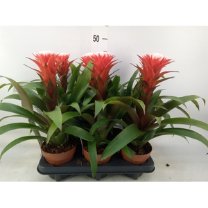Guzmania  'Hope'