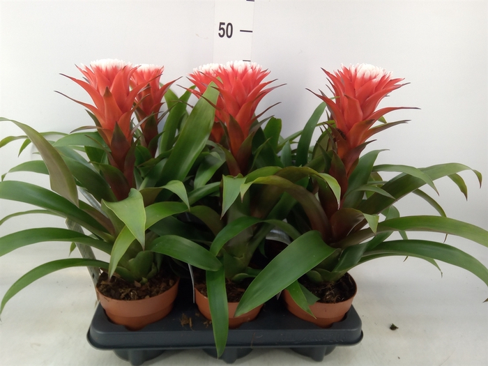 <h4>Guzmania  'Hope'</h4>