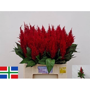 Cel P Cent Rood
