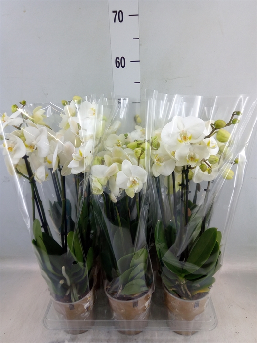 <h4>Phalaenopsis   ...white</h4>