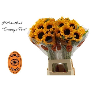 Helianthus Orange Fire Yonash