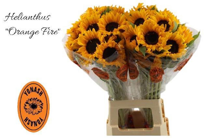 <h4>Helianthus Orange Fire Yonash</h4>