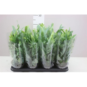 Phlebodium Aureum Blue Star