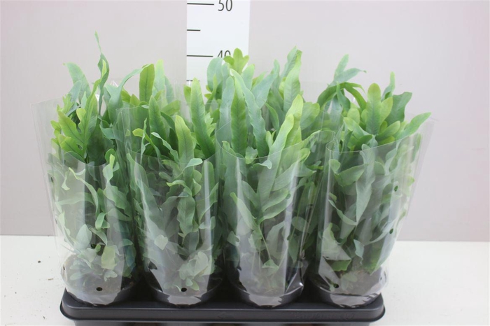 <h4>Phlebodium Aureum Blue Star</h4>