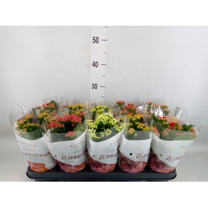 Kalanchoe blos. 'RoyalDon'   ..mix