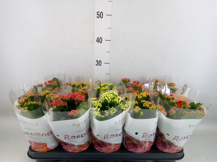 <h4>Kalanchoe blos. 'RoyalDon' ..mix</h4>