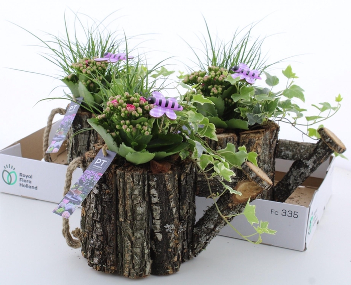 <h4>ARR TUINPLANTEN</h4>