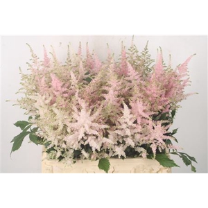 Astilbe Europa Light Pink