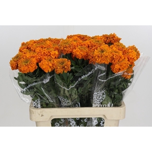 TAG E PROMISE ORANGE