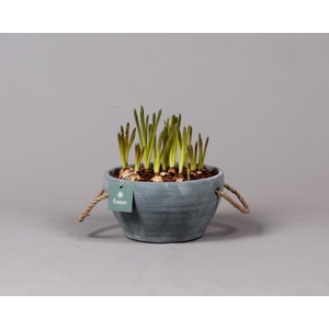 Cement pot met handvaten en Muscari