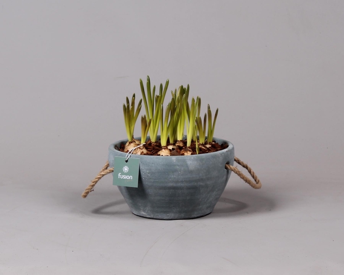 <h4>Cement pot met handvaten en Muscari</h4>