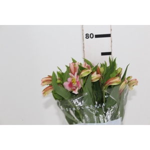 ALSTROEMERIA REBECCA 080 CM