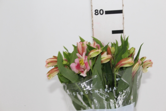 <h4>ALSTROEMERIA REBECCA 080 CM</h4>