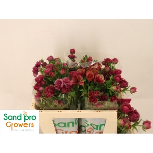 RAN CO MAG RASPBERRY