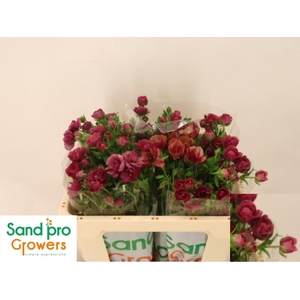 RAN CO MAG RASPBERRY