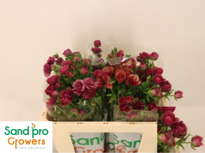 <h4>RAN CO MAG RASPBERRY</h4>