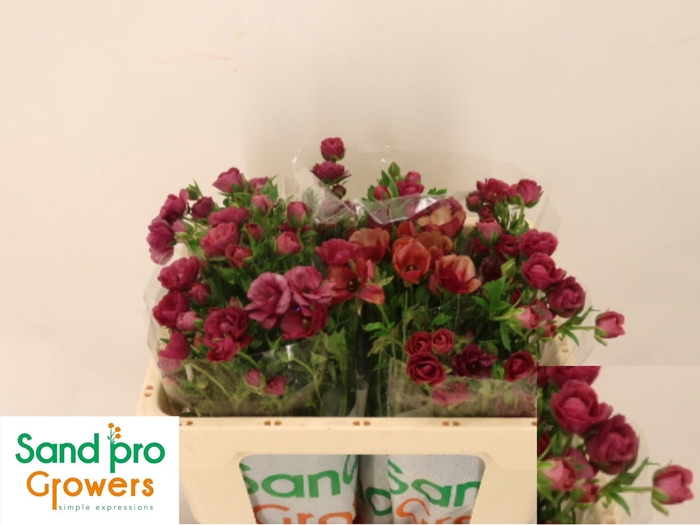 <h4>RAN CO MAG RASPBERRY</h4>